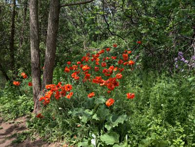 A Slash of Red Among the Green