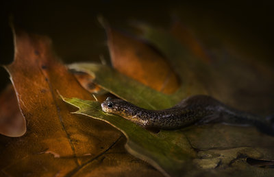 Oakville Salamander