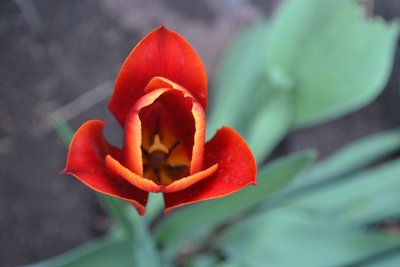 Tiptoeing Through Tulips