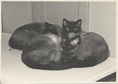 Three Siamese cats curled up for a nap