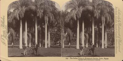 The Indian Palms in Ezbekiyeh Garden, Cairo, Egypt.