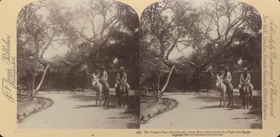 The Virgin's Tree,- traditionally where Mary rested during the flight into Egypt.