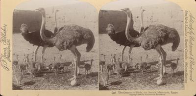 The Greatest of Birds, the Ostrich, Matariyeh, Egypt.