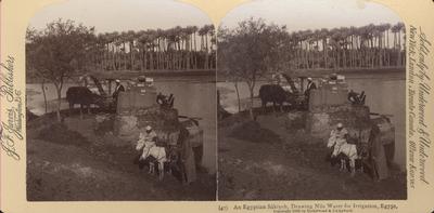 An Egyptian Sakiyeh, Drawing Nile Water for Irrigation, Egypt.