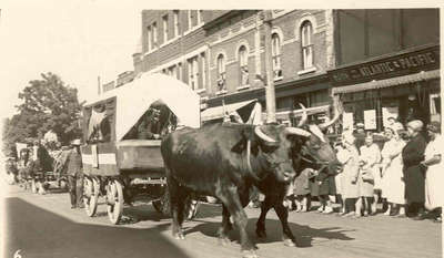 Parade with oxen