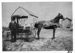 William H. Graham with his horse & buggy