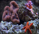 Is coral a plant or an animal?