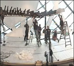 Constructing the Barosaurus