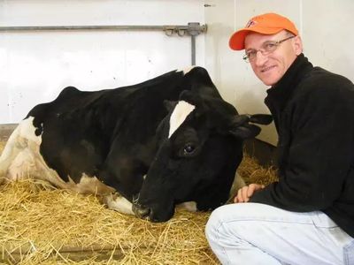 La vache laitière Smurf