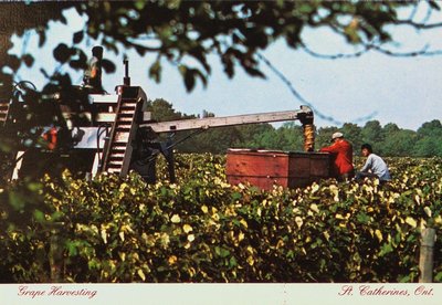 Grape Harvesting in St. Catharines