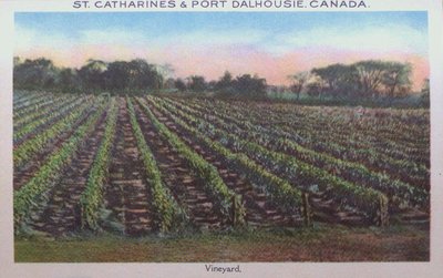 Souvenir view of St. Catharines & Port Dalhousie: A Vineyard