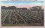 Souvenir view of St. Catharines & Port Dalhousie: A Vineyard