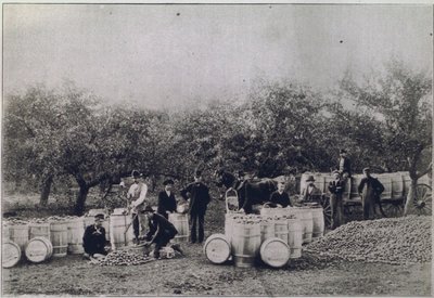 Apple Harvesting on the Pay Farm