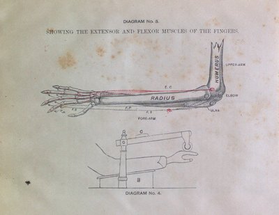 Teresa Vanderburgh's Musical Scrapbook #1 - Pamphlet: Anatomical Details Involved in Piano-Playing