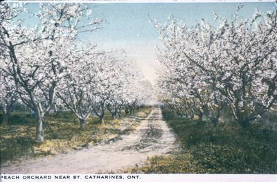 A Peach Orchard in Niagara