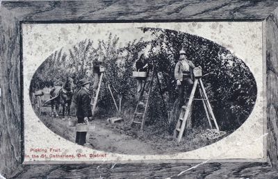 Farm Workers Picking Fruit