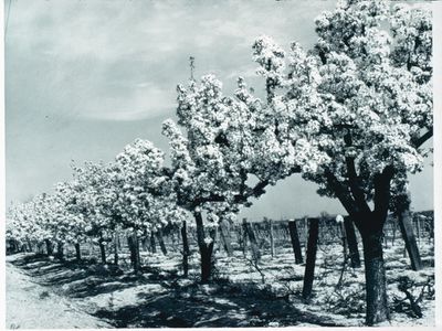 Fruit Trees in Blossom