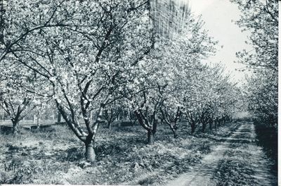 An Orchard in Blossom