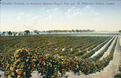 A Vineyard in Niagara