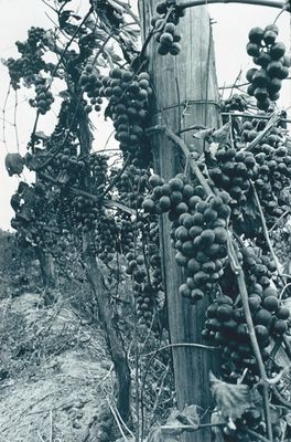 Grapes in a Vineyard