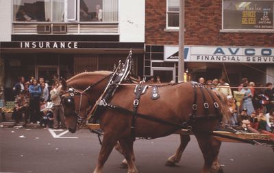 The Grape and Wine Festival, 1977