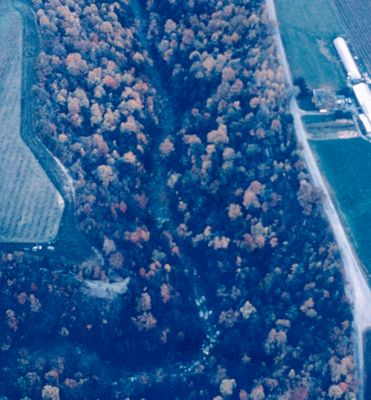 Aerial view of Forest