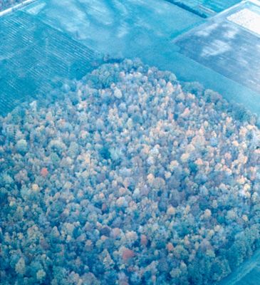 Aerial View of Forests