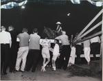 "Golden Arbour's Highland Nugget" at the Kiwanis Horse Show, St. Catharines