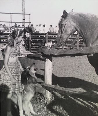 A day at the Kiwanis Horse Show, St. Catharines