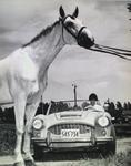 Horse and car at Kiwanis Horse Show, St. Catharines