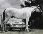 Horse and car at Kiwanis Horse Show, St. Catharines