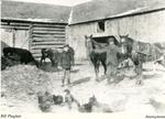 William Dillabough farm, Montague, ca. ...