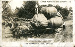Large Pumpkins are grown at Humphrey, ONT., Canada