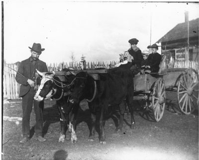 Yoke of Oxen, South River Area, circa 1900