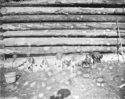 Hounds Outside of a Log House, circa 1890