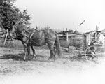 Horse and Mower, South River Area, circa 1900