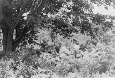 Stone Fence on the Hawthorne Farm