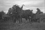 Horse Drawn Cart Getting Prepared, South River Agricultural Society Fall Fair Parade, circa 1940