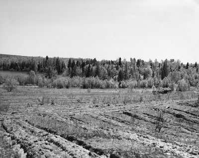 View of Machar Township Agreement Forest, May 20th, 1964