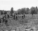 South River Children Planting Trees, May 20th, 1964