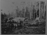 Cows Pulling Plough, Attended by Farmer, South River Area, circa 1890
