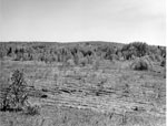 View of Machar Township Agreement Forest, May 20th, 1964