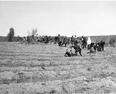 South River School Children Planting Trees, Machar Township Agreement Forest, May 20, 1964