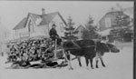 Two Oxen Pulling Sleigh of Fire Wood