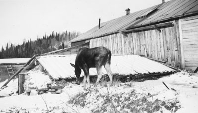 Moose at Logging Camp, Standard Chemical Company