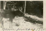 Moose at Camp, 1937 - 1938