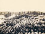 Log Dump for Iram Dahm's Saw Mill