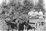 Mr. & Mrs. Ray Hill with Mrs. Willard Lang & Mrs. George Kemp on a Horse Drawn Cart, circa 1920