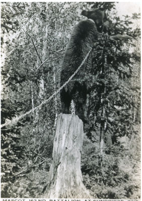 Postcard of 162nd Battalion's Mascot a Bear, circa 1916