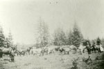 Horses and Cows on the Cottrell Farm, circa 1920